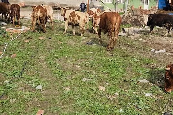 Kurbanlık kesim yeri abdullah alkan - Resim 7