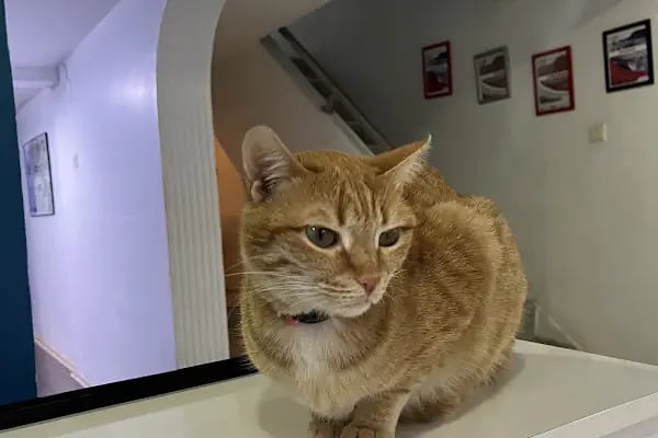 KUMRU Veteriner Kliniği - Resim 4