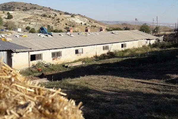 Göğdere Besicilik - Resim 4