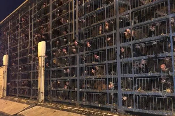 Yelpi tavukçuluk İnegöl Bursa - Resim 4