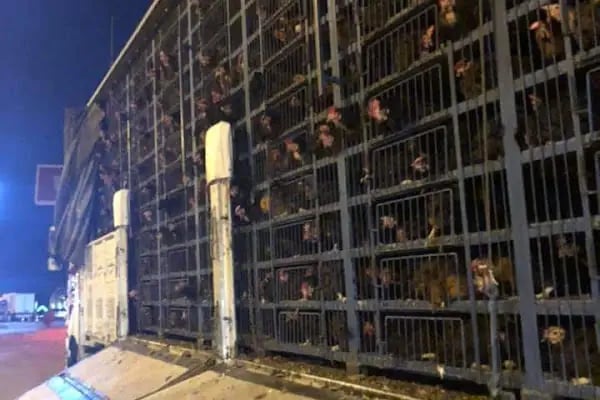 Yelpi tavukçuluk İnegöl Bursa - Resim 2