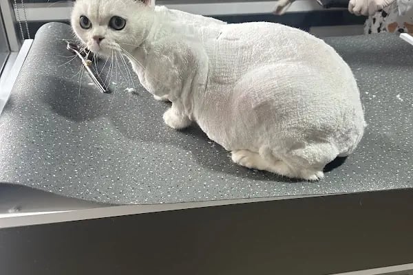 Pati Puff Pet Kuaför - Resim 6