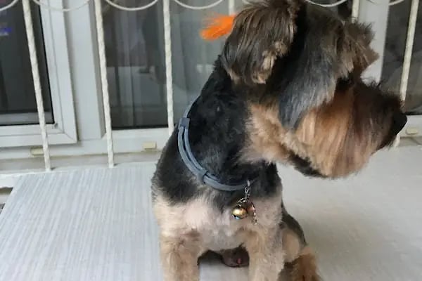 Pati Puff Pet Kuaför - Resim 11