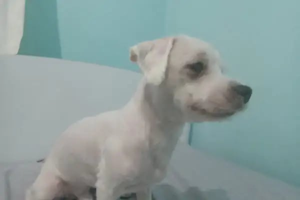 Pati Puff Pet Kuaför - Resim 20