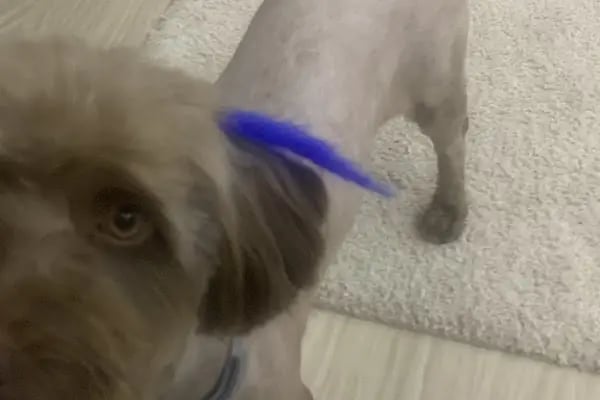 Pati Puff Pet Kuaför - Resim 17