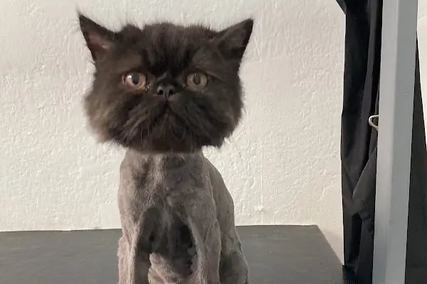 Pati Puff Pet Kuaför - Resim 18