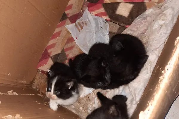 Boncuk petshop - Resim 9