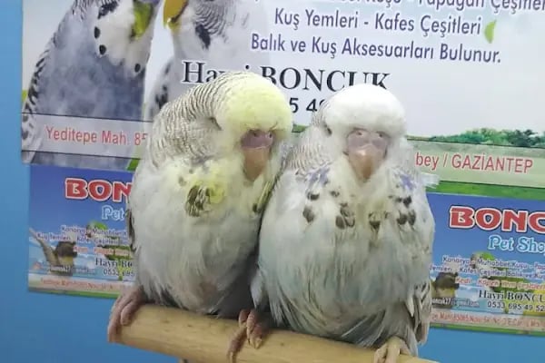 Boncuk petshop - Resim 15