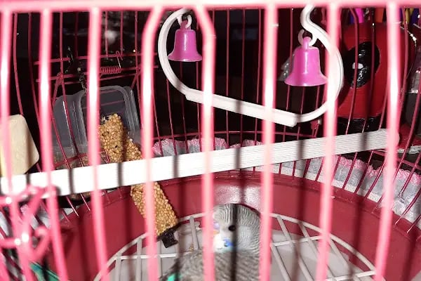 Boncuk petshop - Resim 16
