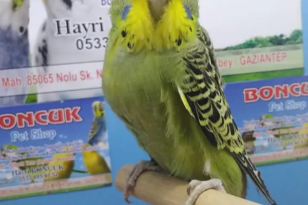 Boncuk petshop - Resim 17