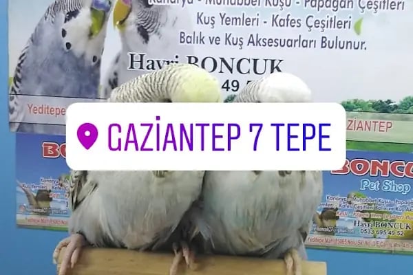 Boncuk petshop - Resim 6