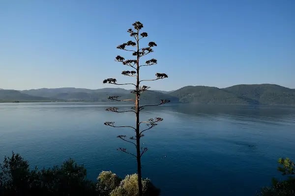 Akyaka Orman Kampı - Resim 18