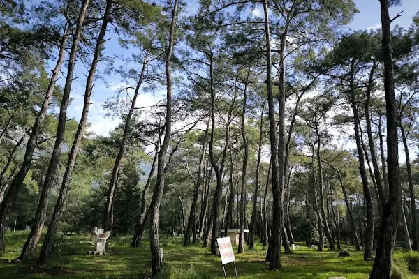 Akyaka Orman Kampı - Resim 2