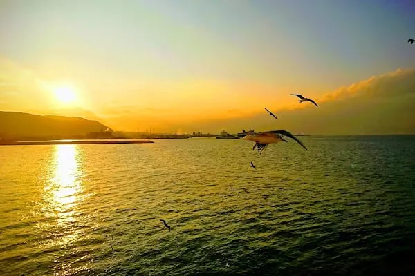 Negmar Tavşanlı Feribot İskelesi - Resim 8