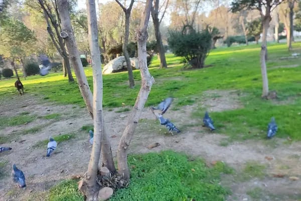 Engelliler Parkı - Resim 15