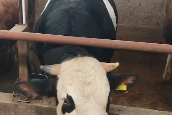 Ardahan göle hoşlar besicilik kurbanlık - Resim 2