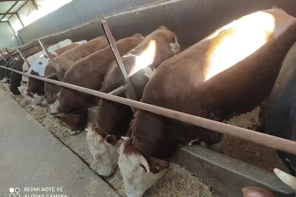 Ardahan göle hoşlar besicilik kurbanlık - Resim 1