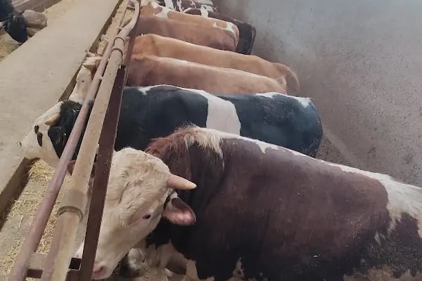 Ardahan göle hoşlar besicilik kurbanlık - Resim 4