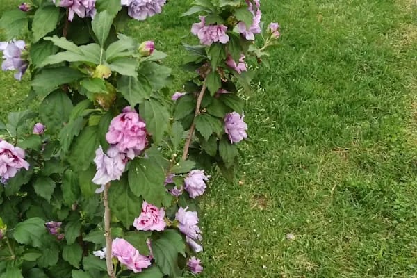 İnönü Mahallesi Çocuk Parkı - Resim 17