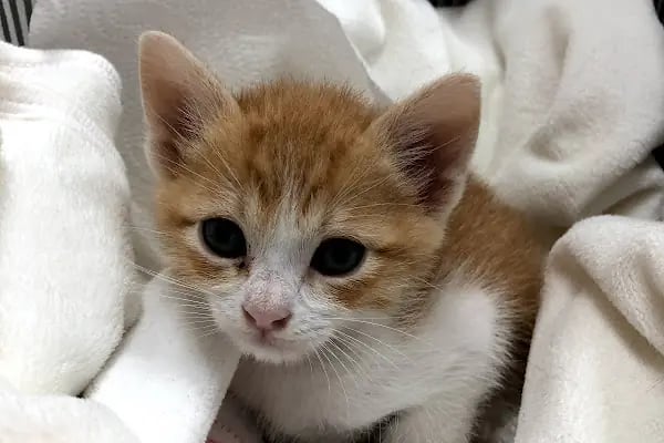 Clinic İzmit Veteriner | Değirmendere - Resim 4