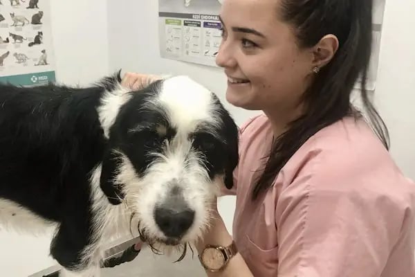 Clinic İzmit Veteriner | Değirmendere - Resim 18