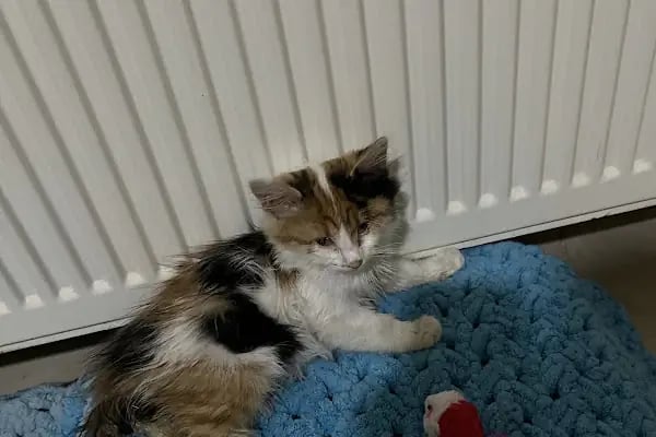 PetBuddy Veteriner Kliniği - Resim 12