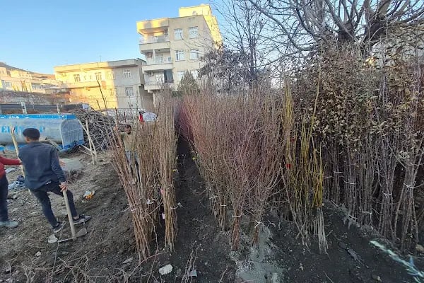 Çermik Tarım ve Fidancılık - Resim 15