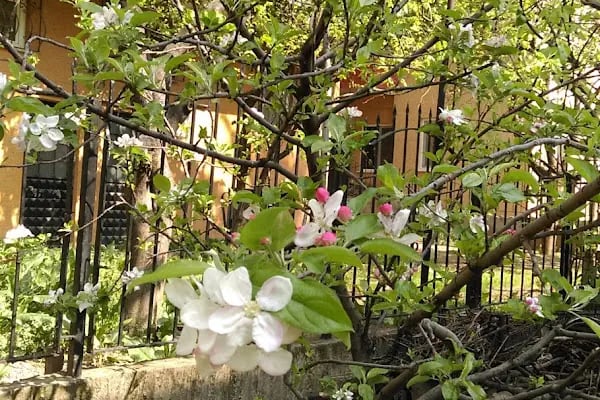 Akpınar Mh. Sedir Parkı - Resim 6