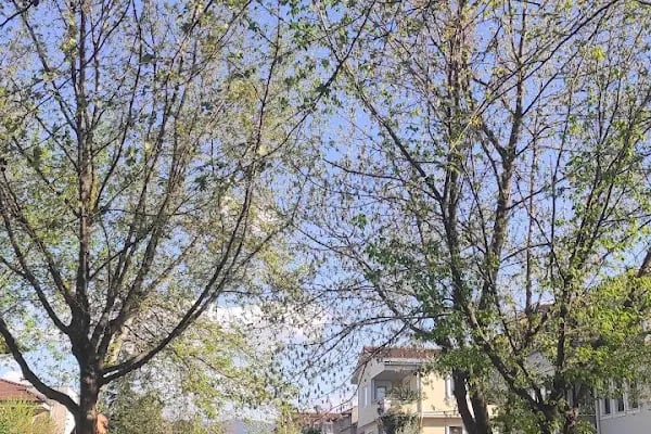Akpınar Mh. Sedir Parkı - Resim 2