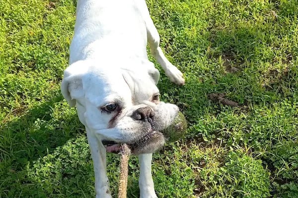Countryranch Bodrum Kedi-Köpek Oteli ve Köpek Eğitim Merkezi - Resim 19