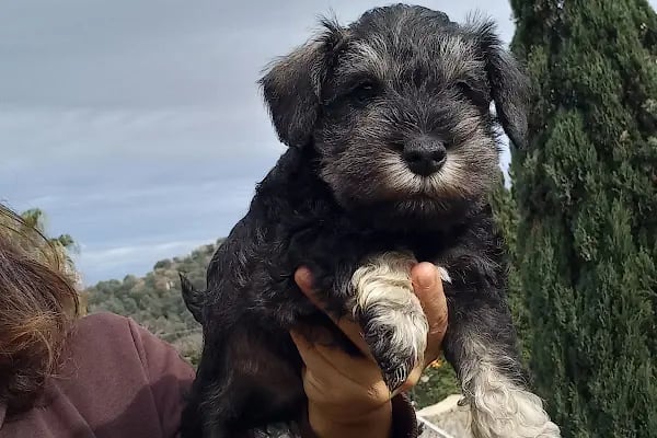 Countryranch Bodrum Kedi-Köpek Oteli ve Köpek Eğitim Merkezi - Resim 11