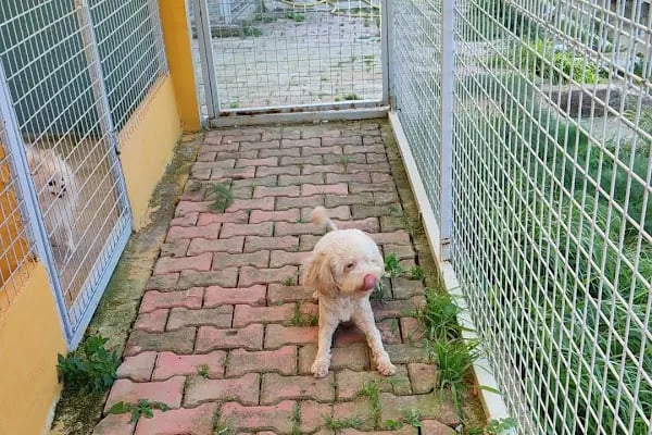 Countryranch Bodrum Kedi-Köpek Oteli ve Köpek Eğitim Merkezi - Resim 6