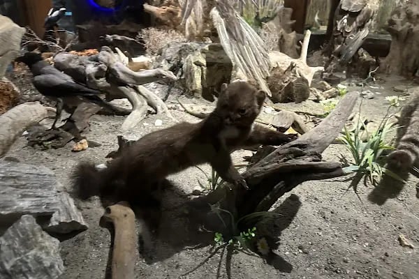 Eskikaraağaç Köyü Yaban Hayatı ve Kuş Müzesi - Resim 13