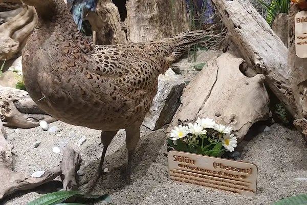 Eskikaraağaç Köyü Yaban Hayatı ve Kuş Müzesi - Resim 18