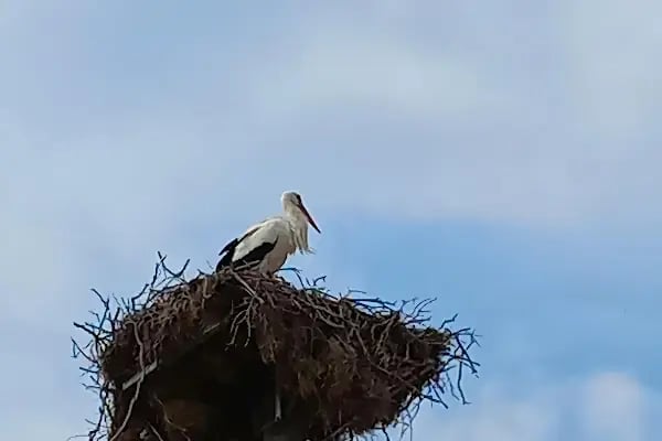 Eskikaraağaç Köyü Yaban Hayatı ve Kuş Müzesi - Resim 16