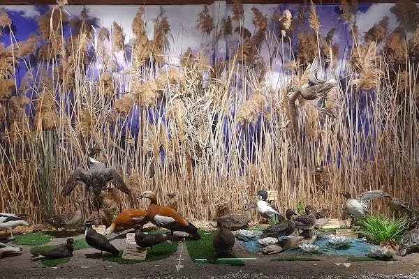 Eskikaraağaç Köyü Yaban Hayatı ve Kuş Müzesi - Resim 4