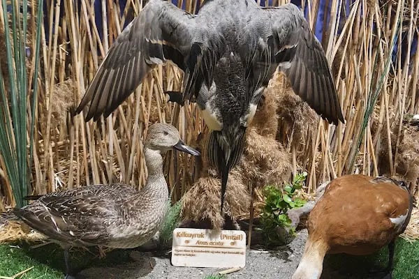 Eskikaraağaç Köyü Yaban Hayatı ve Kuş Müzesi - Resim 9