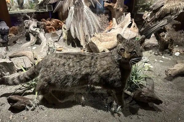 Eskikaraağaç Köyü Yaban Hayatı ve Kuş Müzesi - Resim 12