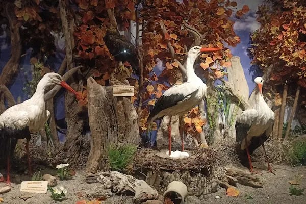Eskikaraağaç Köyü Yaban Hayatı ve Kuş Müzesi - Resim 2