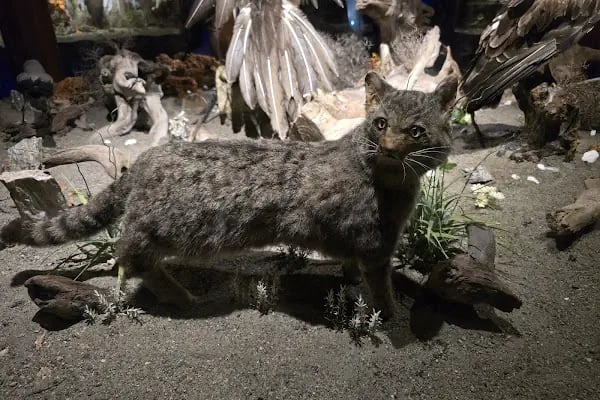 Eskikaraağaç Köyü Yaban Hayatı ve Kuş Müzesi - Resim 11
