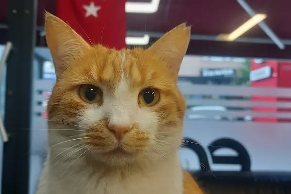 Bay Kuaför Ekrem Çınar - Resim 5