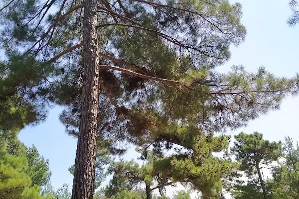 Büyükşehir Belediyesi Aladağ Hizmet Binası - Resim 5