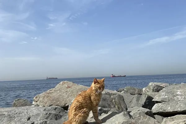Yeşilköy Çiroz Beach - Resim 5