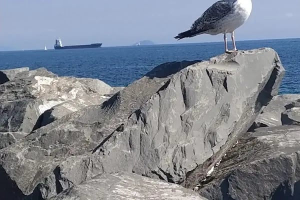 Yeşilköy Çiroz Beach - Resim 12