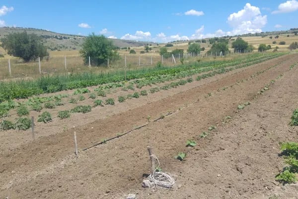Keleş Çiftliği Keçi Sütü Ve Süt Ürünleri - Resim 19