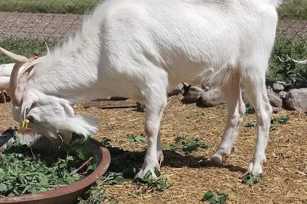 Keleş Çiftliği Keçi Sütü Ve Süt Ürünleri - Resim 16
