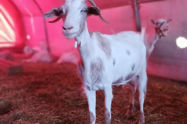 Keleş Çiftliği Keçi Sütü Ve Süt Ürünleri - Resim 18