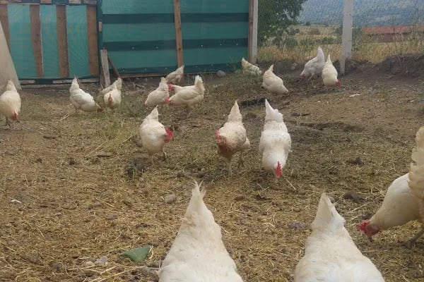 Keleş Çiftliği Keçi Sütü Ve Süt Ürünleri - Resim 5