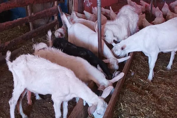 Keleş Çiftliği Keçi Sütü Ve Süt Ürünleri - Resim 7