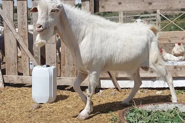 Keleş Çiftliği Keçi Sütü Ve Süt Ürünleri - Resim 11